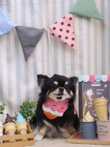 20250505プリンちゃん